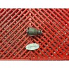 Clapet de décharge pour CBR 1000 04-07